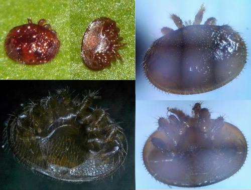 Varroa destructor